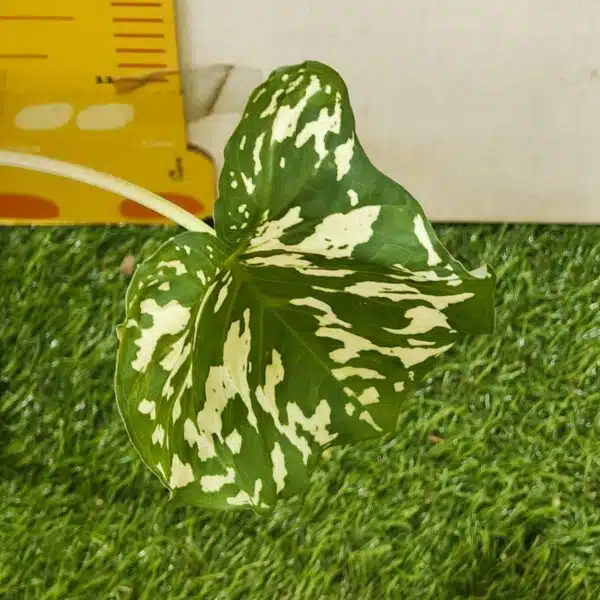 Caladium Praetermissum (Alocasia 'Hilo Beauty') - Image 8