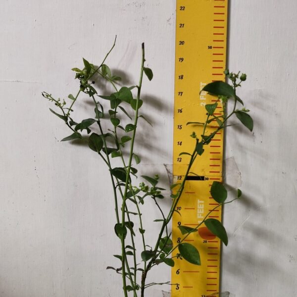 Blueberry Plant (Berryland Blue No.1) - Image 4