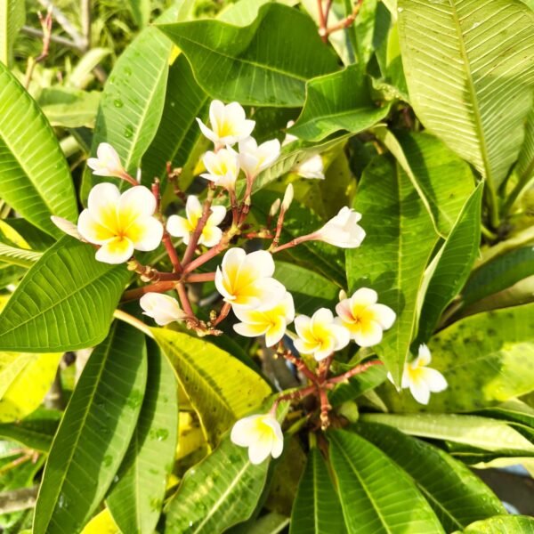 Plumeria White Yellow - Image 6