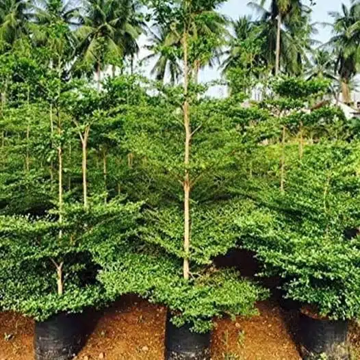 Terminalia Mantaly - Image 15