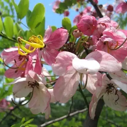 Cassia Javanica (pink shower, apple blossom, rainbow shower and Palawan cherry) Tree - Image 8