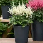 Astilbe (White) Flowering Plant
