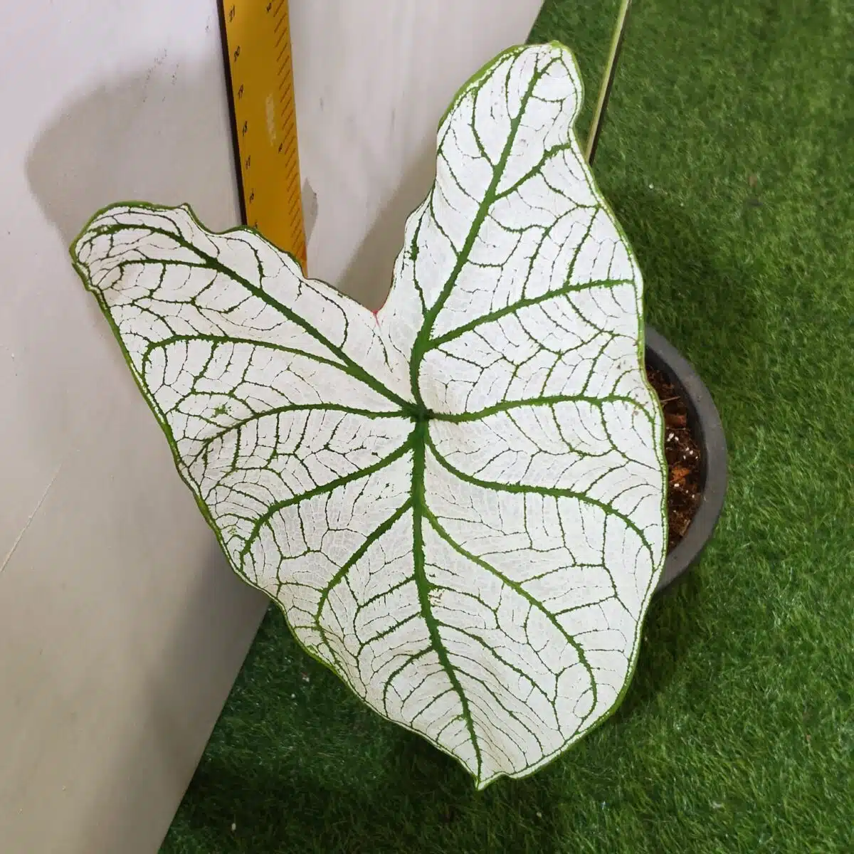 Caladium "Candidum" (Allure) - Image 9