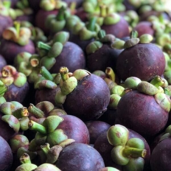 Mangosteen (Garcinia Mangostana) Live Fruit Plants - Image 3