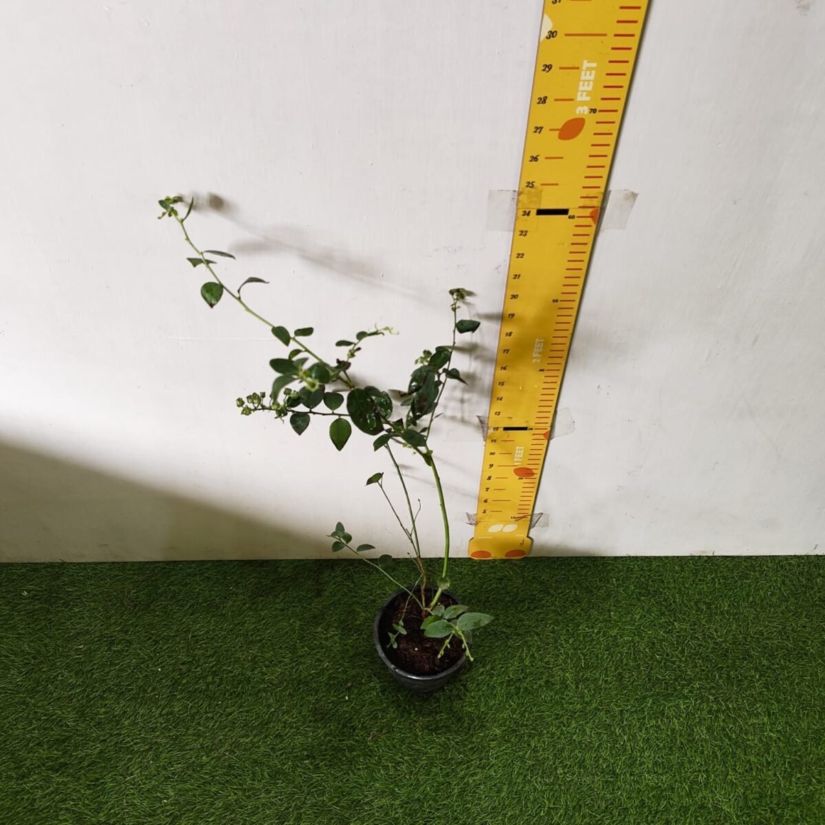 Blueberry Plant (Berryland Blue No.1) - Image 25