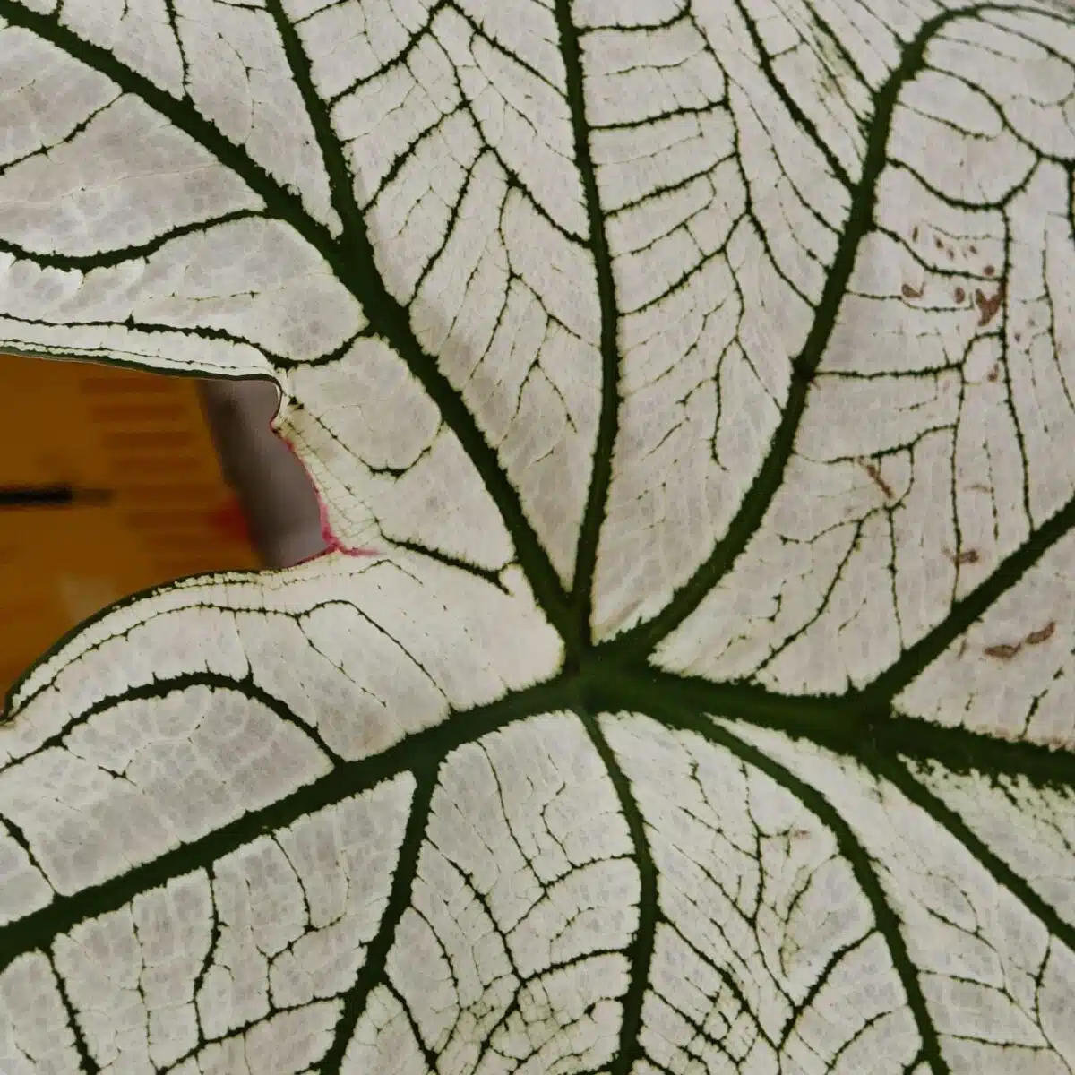 Caladium "Candidum" (Allure) - Image 8