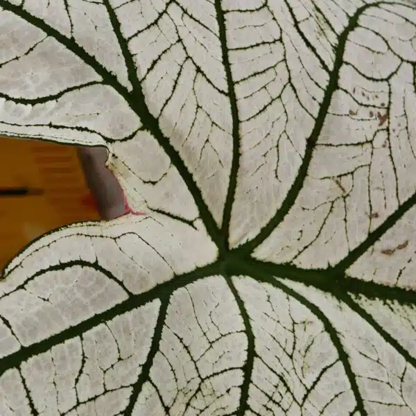 Caladium "Candidum" (Allure) - Image 8