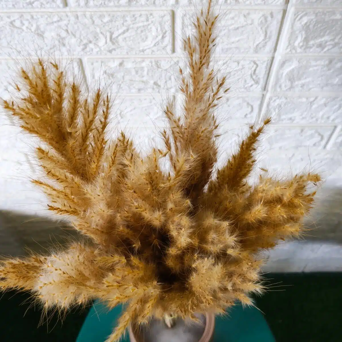 Golden Pampas Grass - Image 5