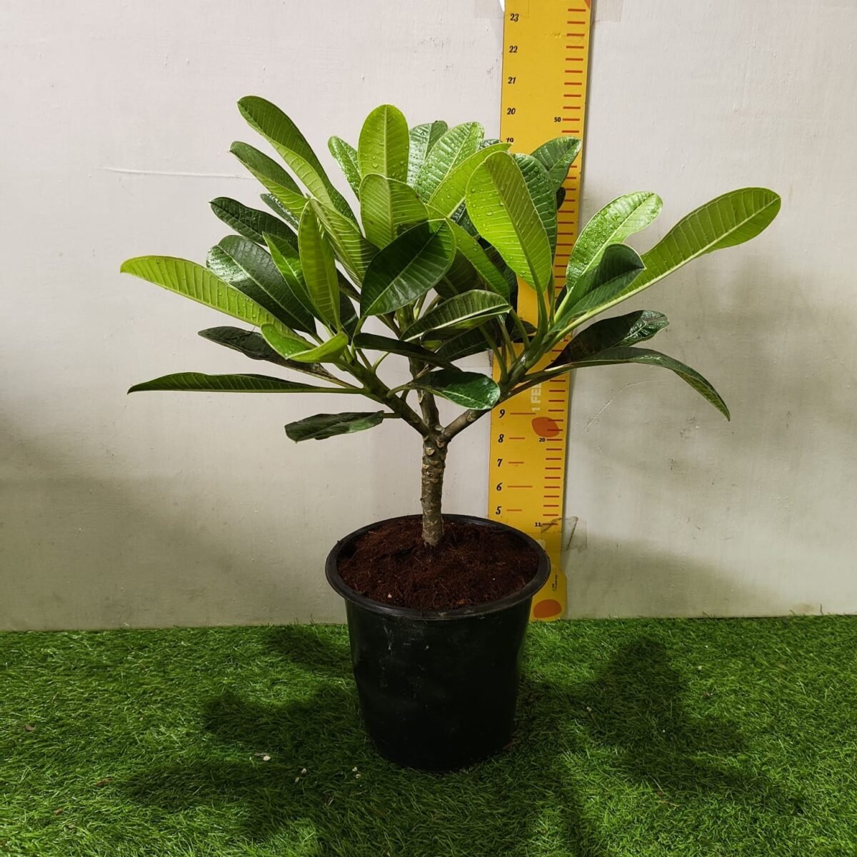 Evergreen Plumeria Pudica (White Frangipani) - Image 2