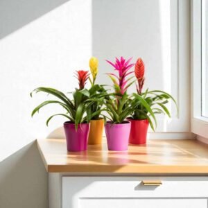 Flowering plants for Bengaluru weather