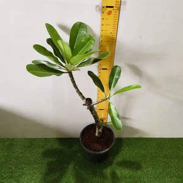 Plumeria White Yellow - Image 7