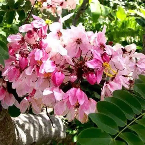 Cassia Javanica (pink shower, apple blossom, rainbow shower and Palawan cherry) Tree - Image 9