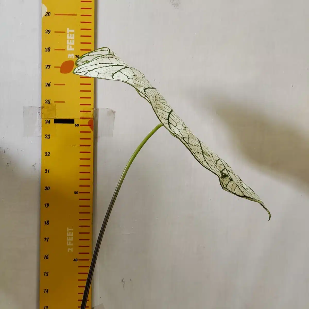 Caladium "Candidum" (Allure) - Image 4