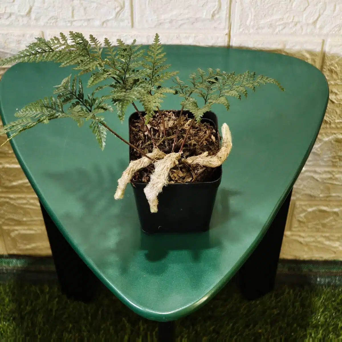 Rabbit's Foot Fern (Davallia fejeensis) - Image 7