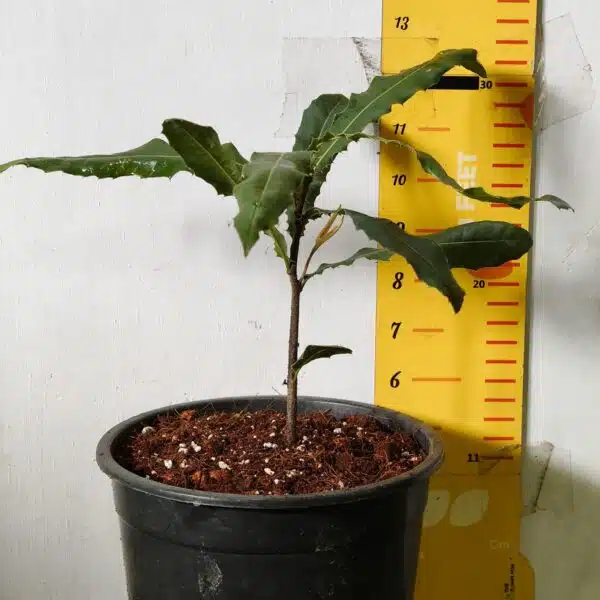 Macadamia Nut Tree Live Plant - Image 4