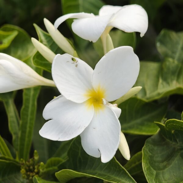 Plumeria/Frangipani (White ) - Image 8