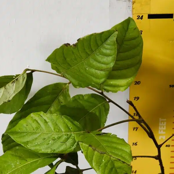 Rambutan (N18) Grafted Live Fruit Plant - Image 6