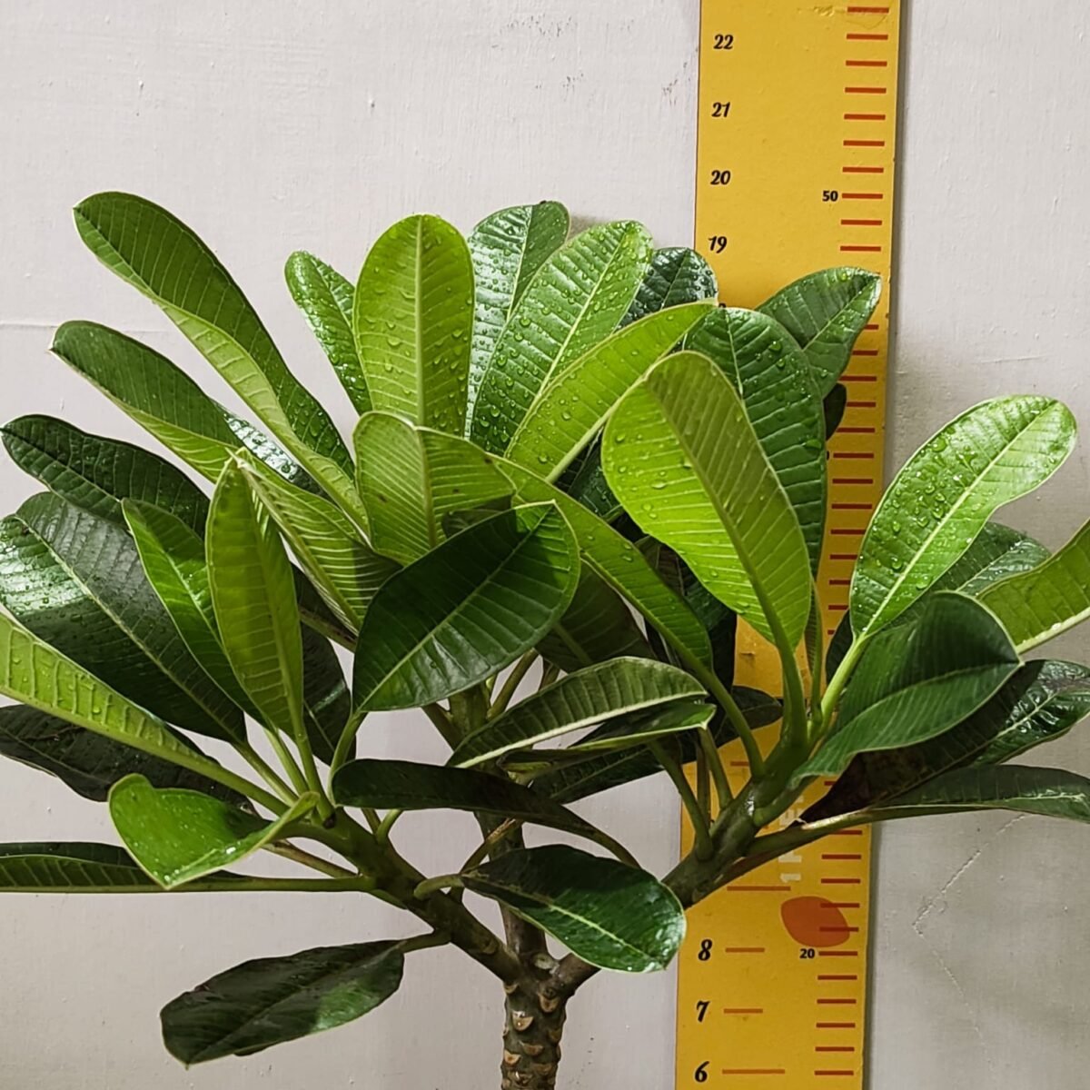 Evergreen Plumeria Pudica (White Frangipani) - Image 6