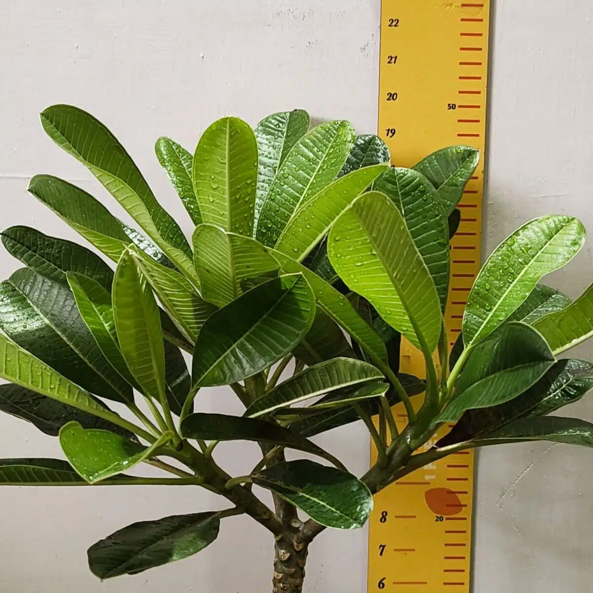 Plumeria/Frangipani (White ) - Image 6