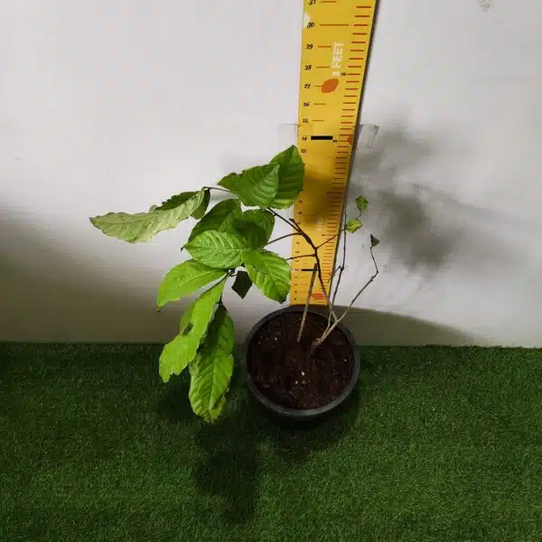 Rambutan (N18) Grafted Live Fruit Plant - Image 8