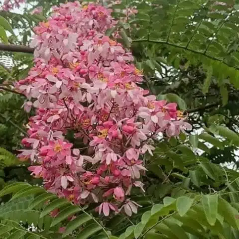 Cassia Javanica (pink shower, apple blossom, rainbow shower and Palawan cherry) Tree - Image 10