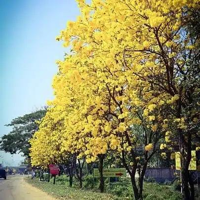 Tabebuia aurea (Tabebuia Argentea) Silver Golden Bell Trumpet tree - Image 16