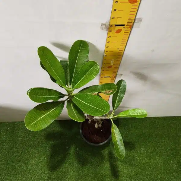 Plumeria White Yellow - Image 9