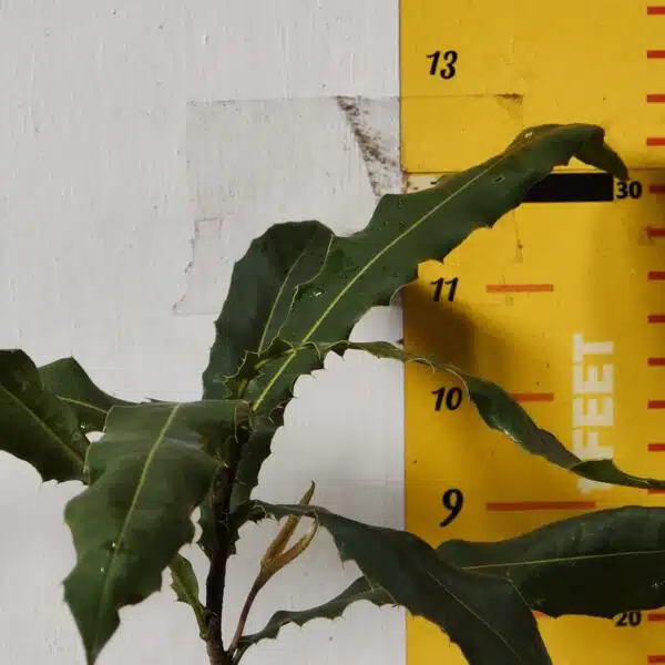 Macadamia Nut Tree Live Plant - Image 5