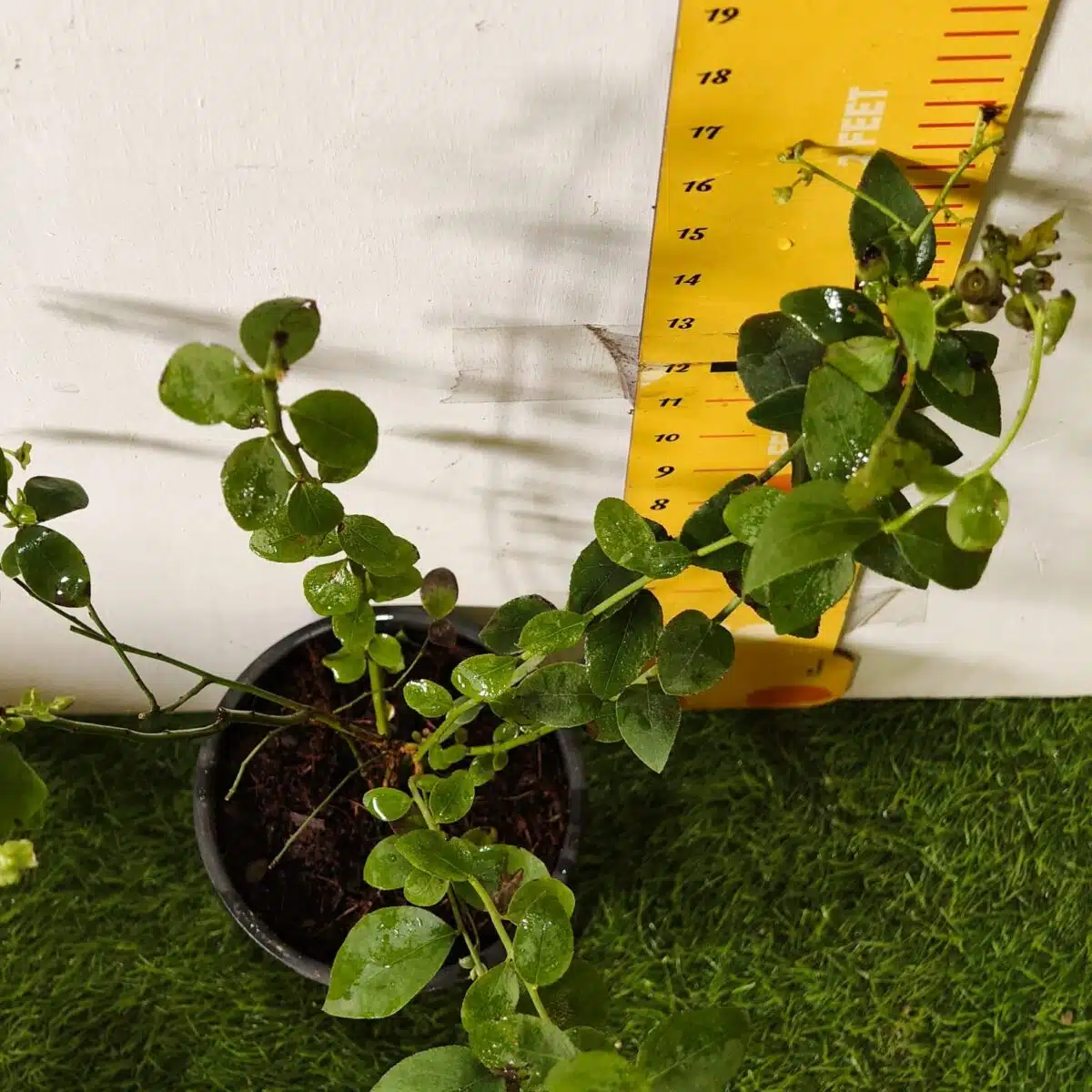 Blueberry Plant (Berryland Blue No.1) - Image 16