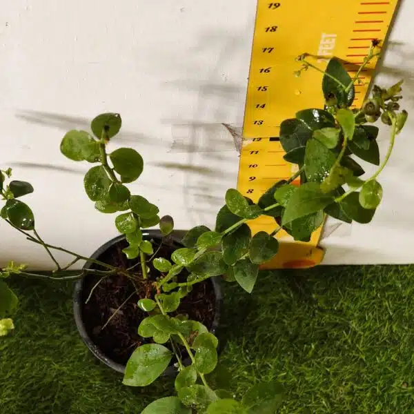 Blueberry Plant (Berryland Blue No.1) - Image 16