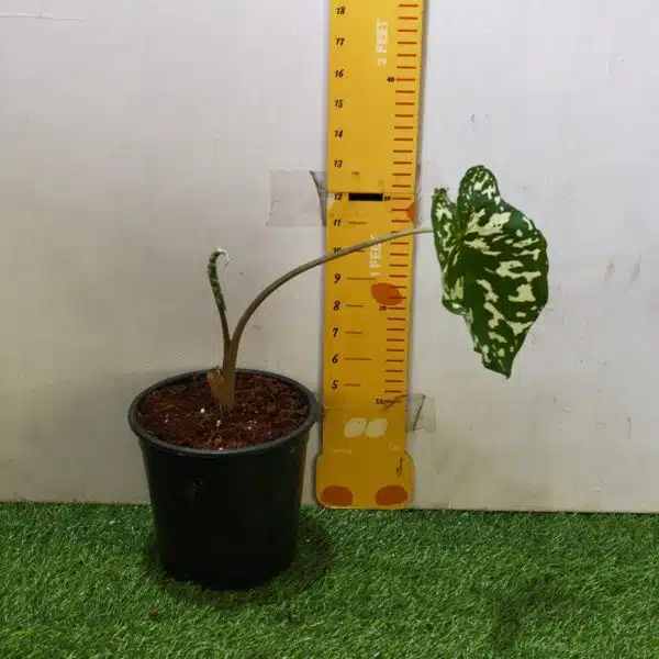 Caladium Praetermissum (Alocasia 'Hilo Beauty') - Image 3