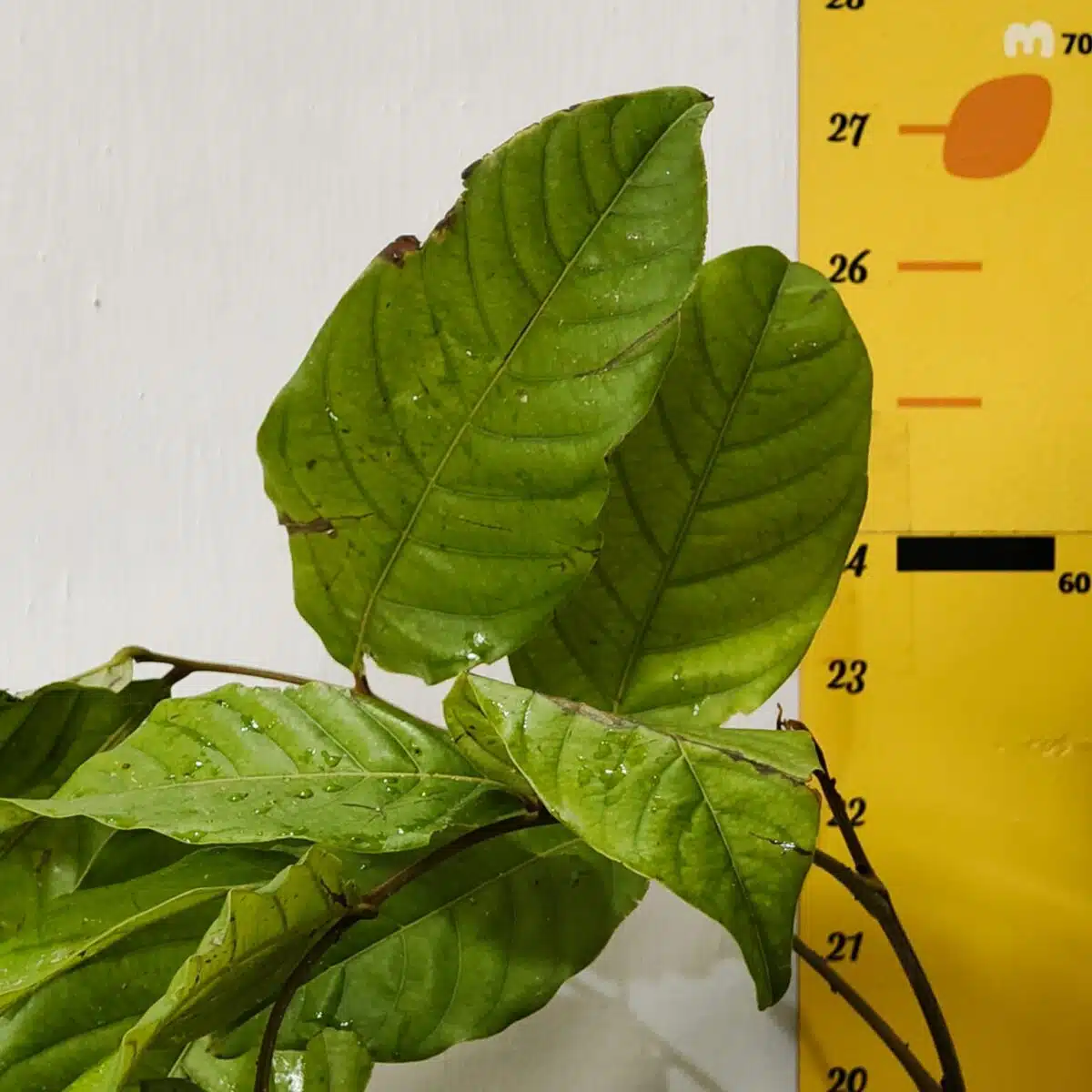 Rambutan (N18) Grafted Live Fruit Plant - Image 7