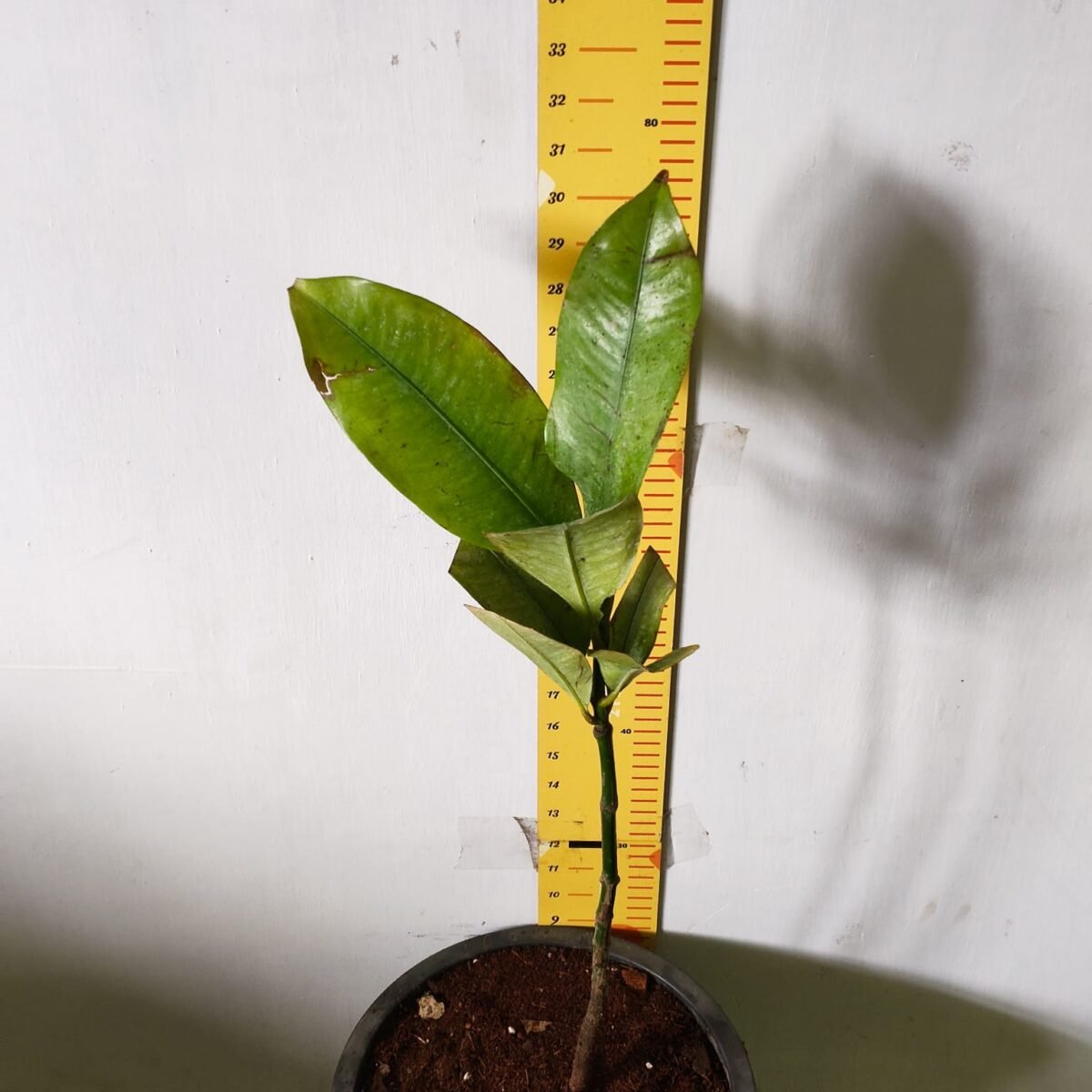 Mangosteen (Garcinia Mangostana) Live Fruit Plants - Image 19