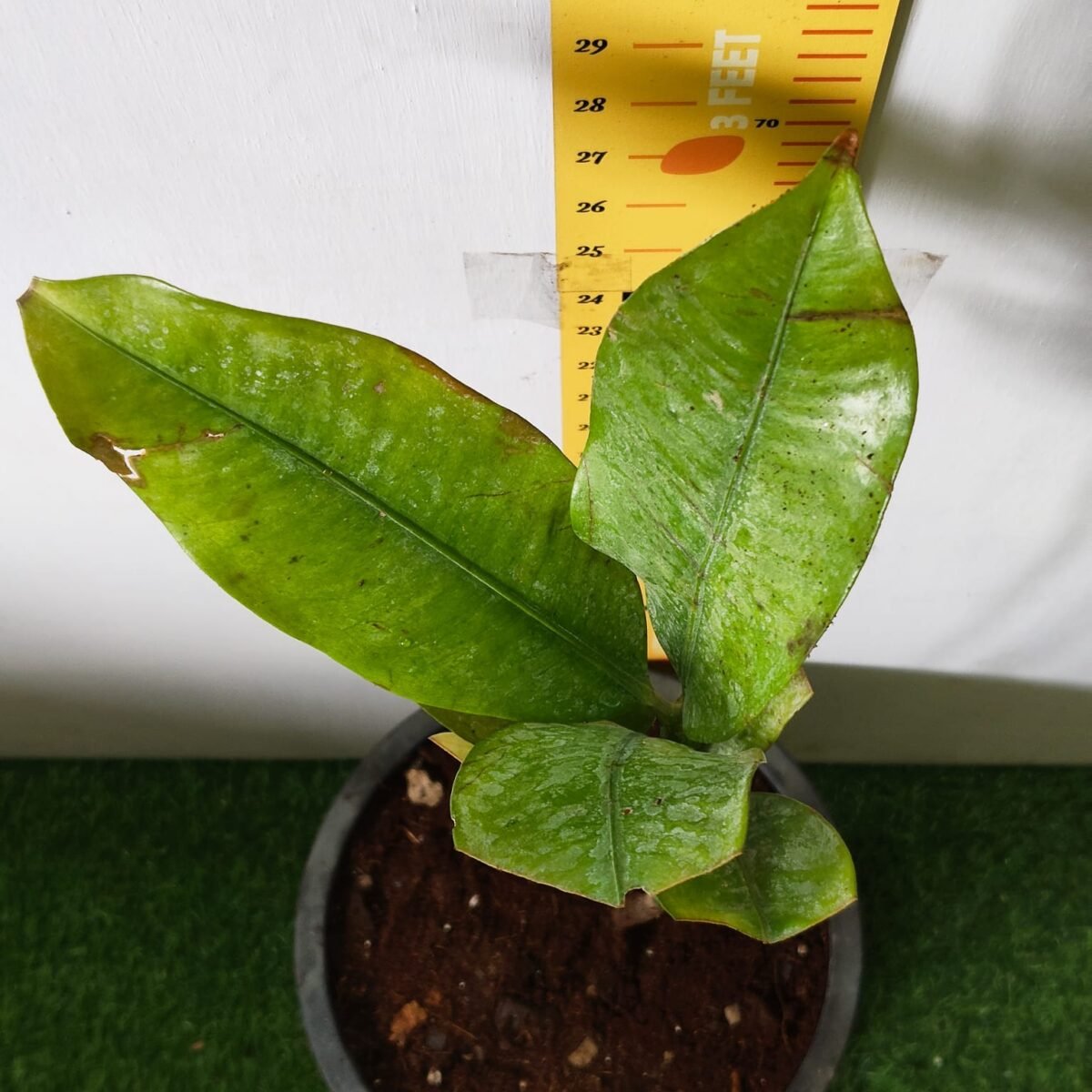 Mangosteen (Garcinia Mangostana) Live Fruit Plants - Image 7