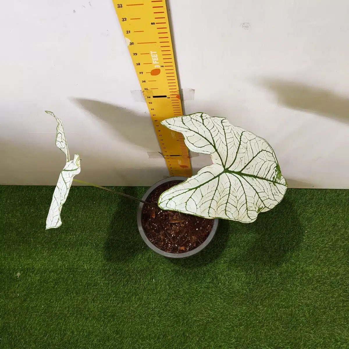 Caladium "Candidum" (Allure) - Image 15