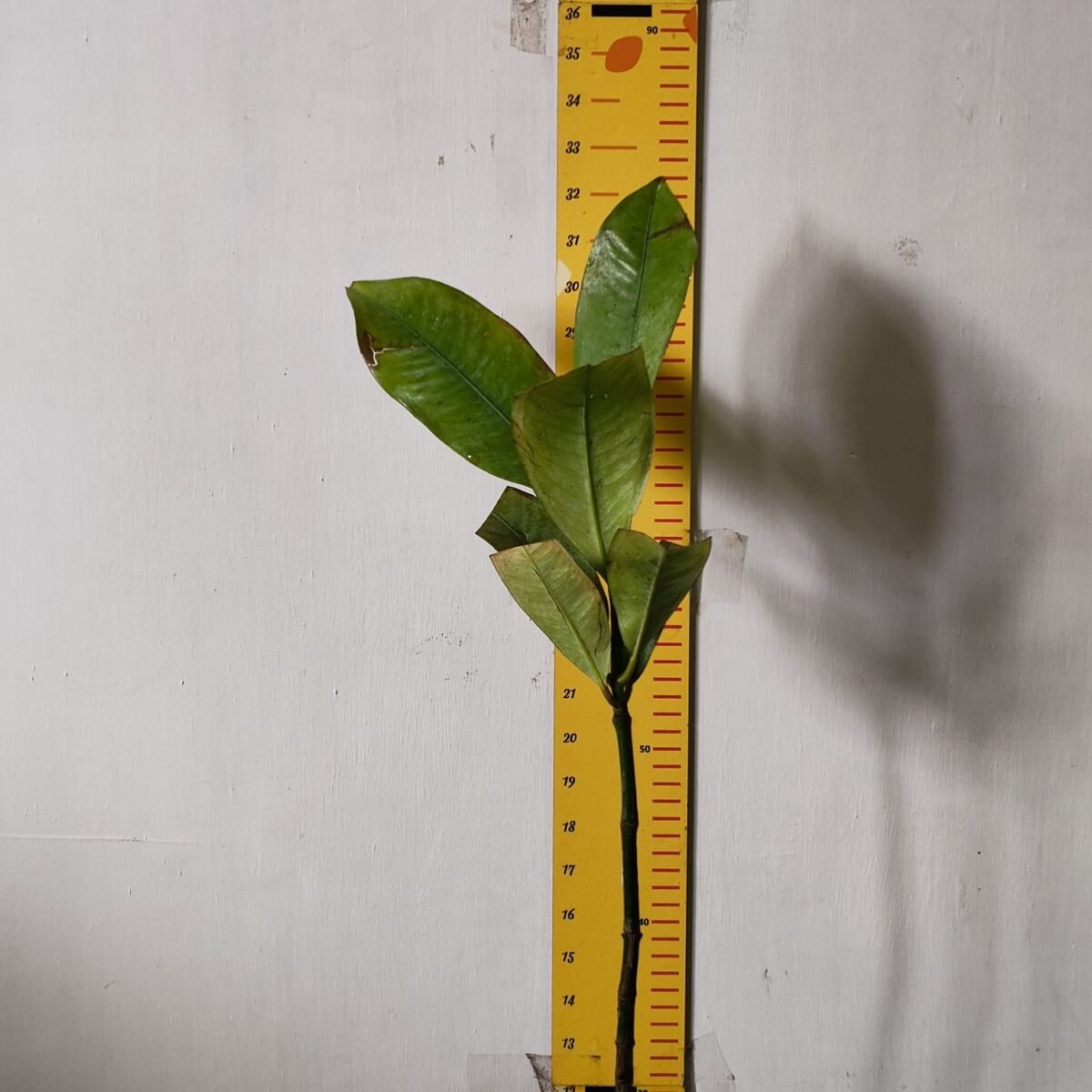 Mangosteen (Garcinia Mangostana) Live Fruit Plants - Image 3
