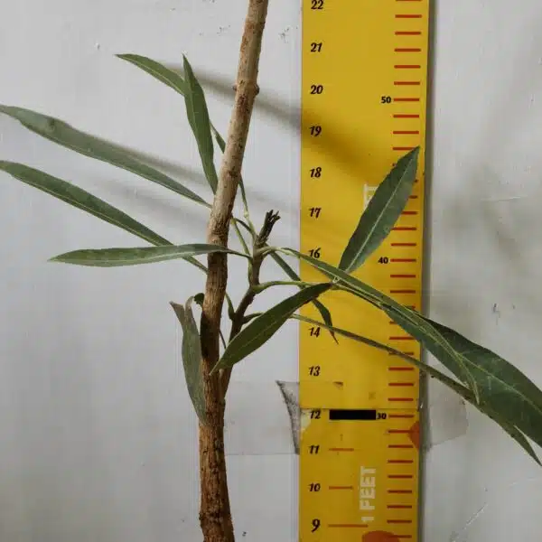 Tabebuia aurea (Tabebuia Argentea) Silver Golden Bell Trumpet tree - Image 4