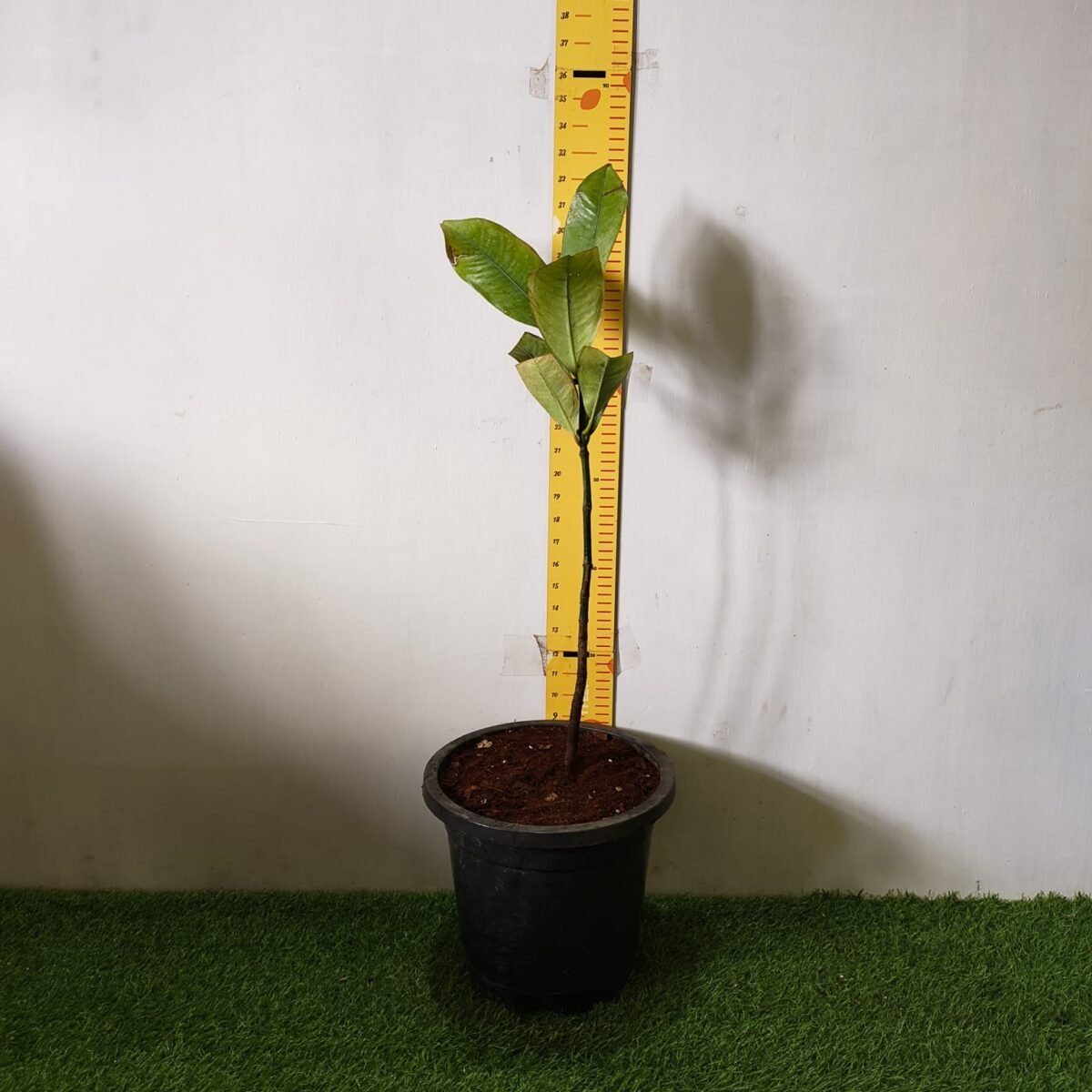 Mangosteen (Garcinia Mangostana) Live Fruit Plants - Image 2