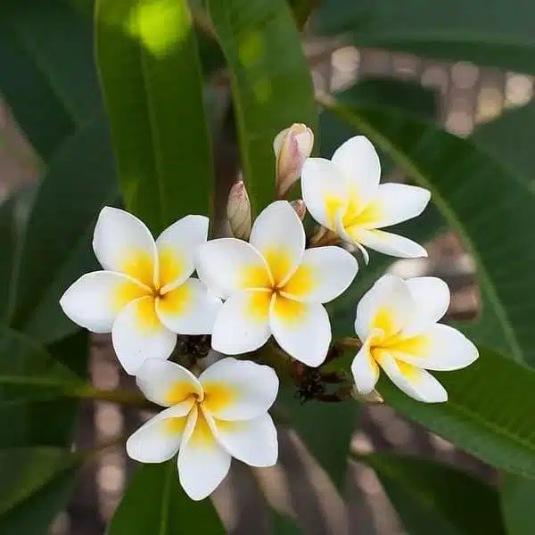 Plumeria White Yellow