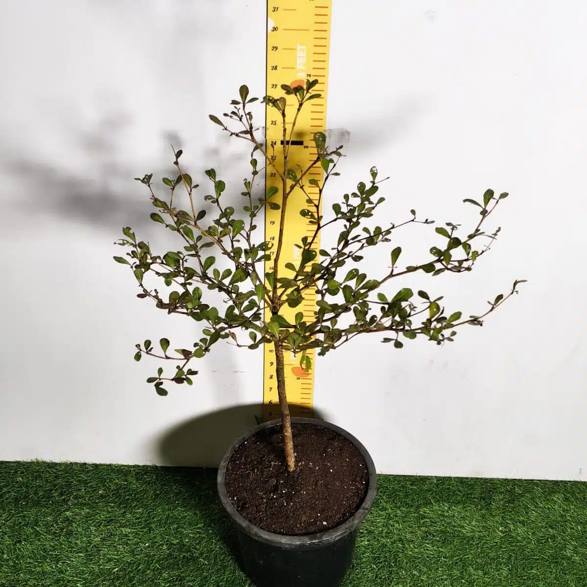 Terminalia Mantaly - Image 7