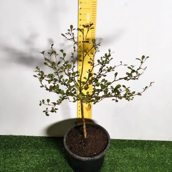 Terminalia Mantaly - Image 7