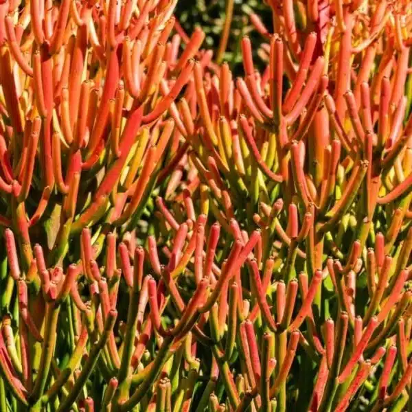 Euphorbia Tirucalli/ Fire Stick (Sticks on Fire/Red Pencil Cactus) Plant - Image 4