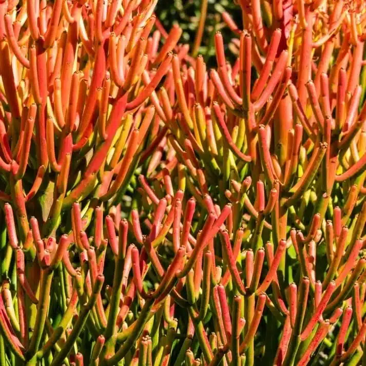 Euphorbia Tirucalli/ Fire Stick (Sticks on Fire/Red Pencil Cactus) Plant - Image 4