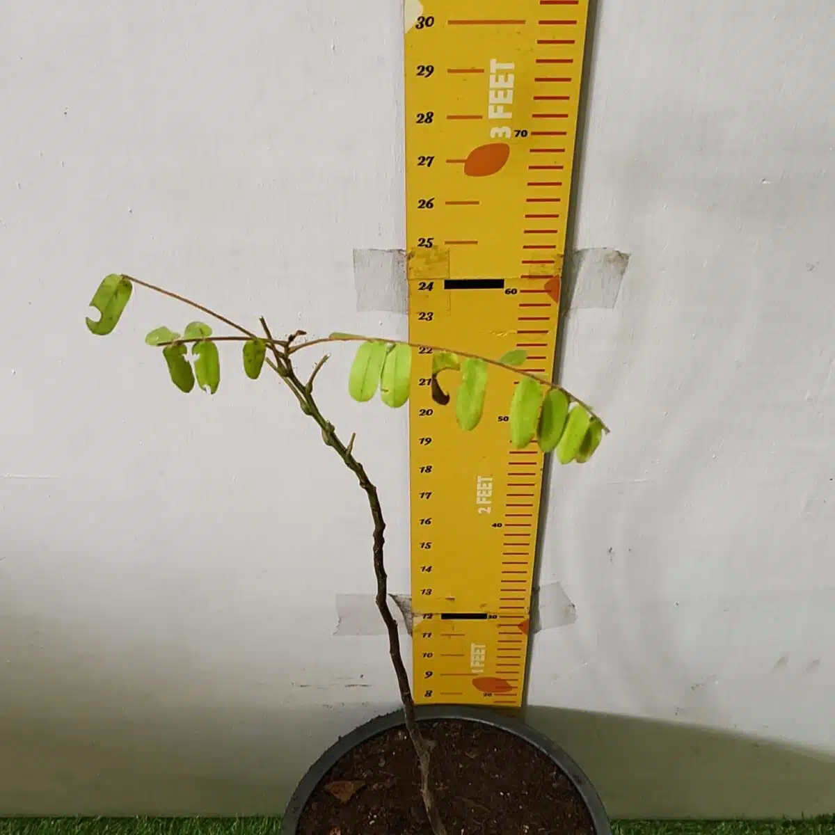 Cassia Javanica (pink shower, apple blossom, rainbow shower and Palawan cherry) Tree - Image 18