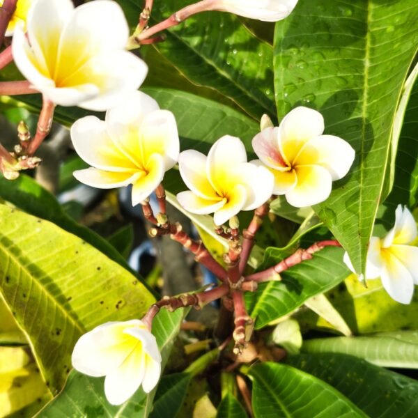 Plumeria White Yellow - Image 9