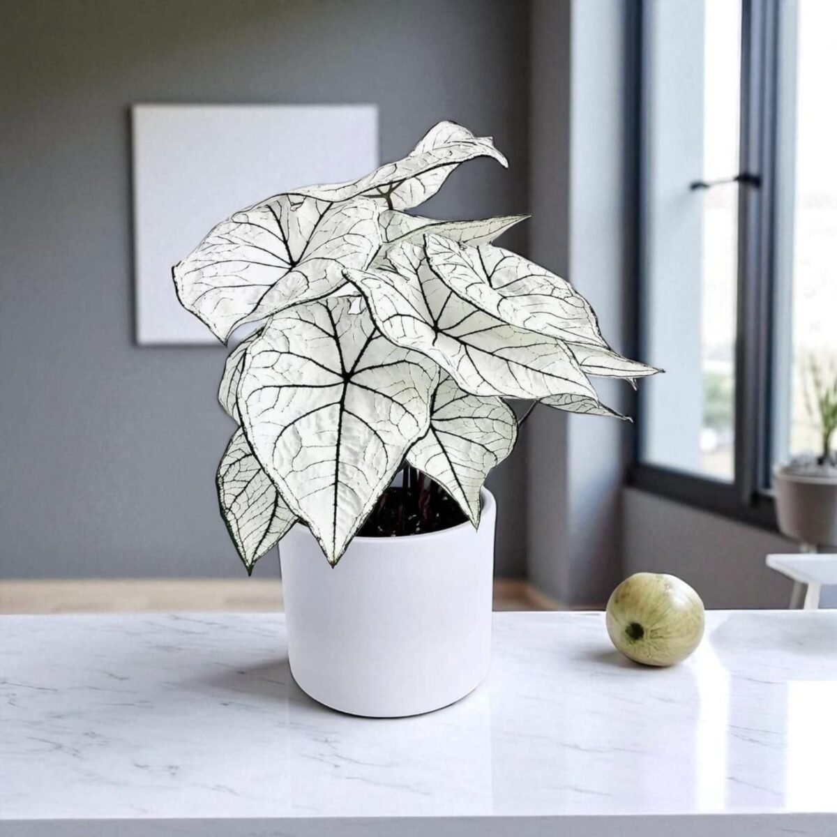 Caladium "Candidum" (Allure) - Image 1