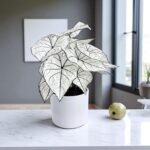 Caladium "Candidum" (Allure)