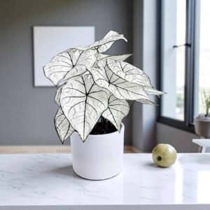 Indoor plants for Bangalore homes