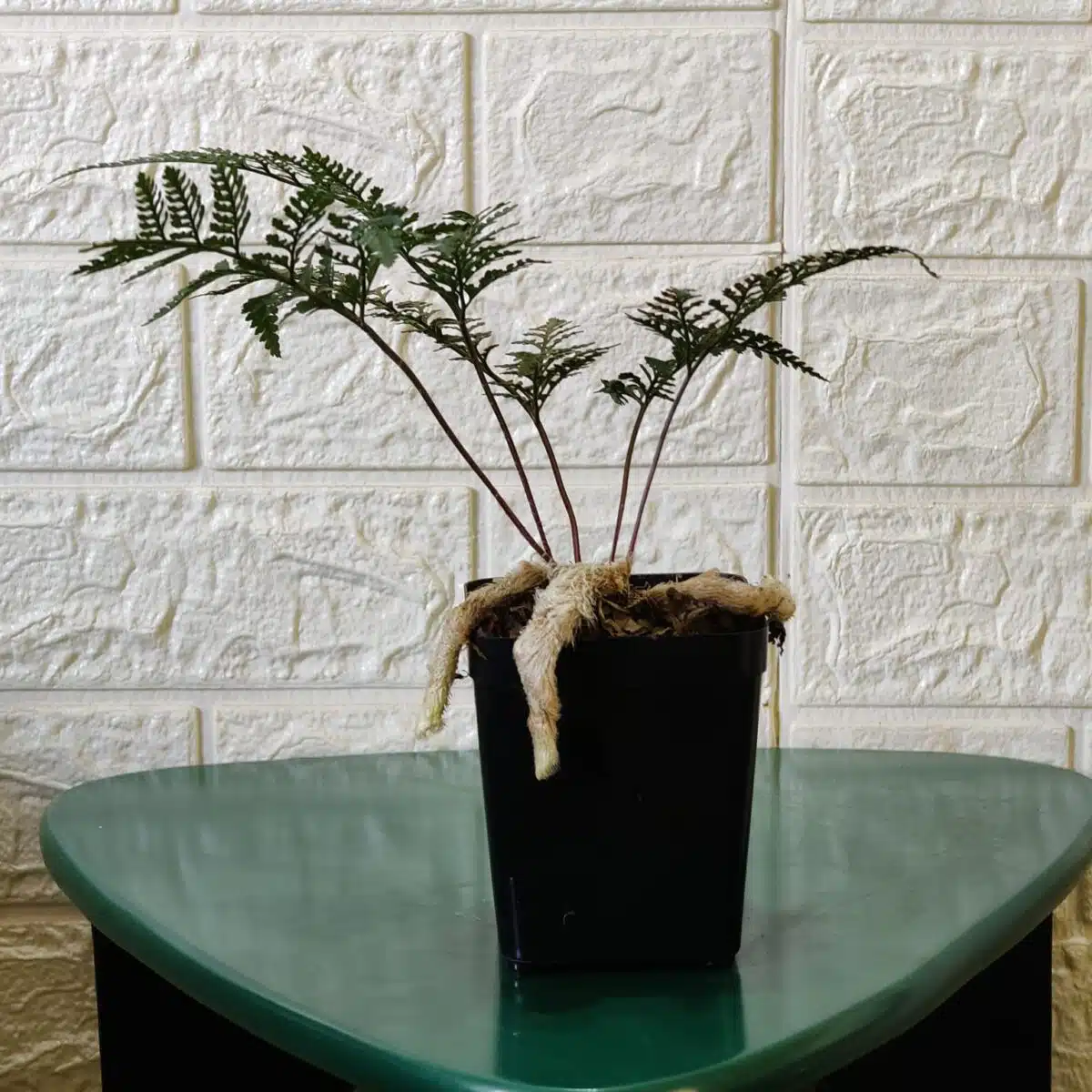 Rabbit's Foot Fern (Davallia fejeensis) - Image 3