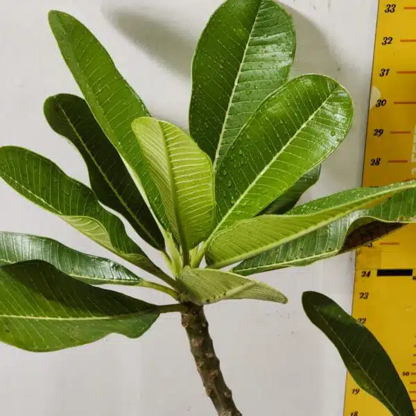 Plumeria White Yellow - Image 8